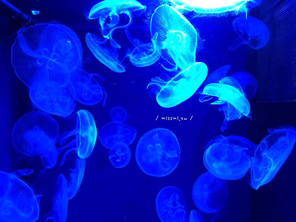 OKINAWA 沖繩美麗海水族館