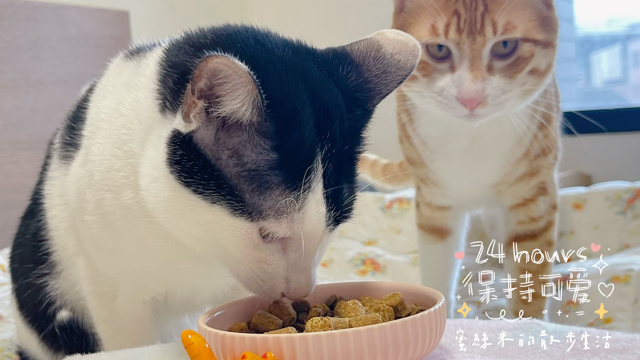 【貓奴必看】挑嘴貓咪變身貪吃鬼!美國原點Instinct雞肉凍乾全貓糧,WDJ連年推薦鮮肉凍乾超誘人,適口性爆棚! @蜜絲米的散步生活 @蜜絲米的散步生活