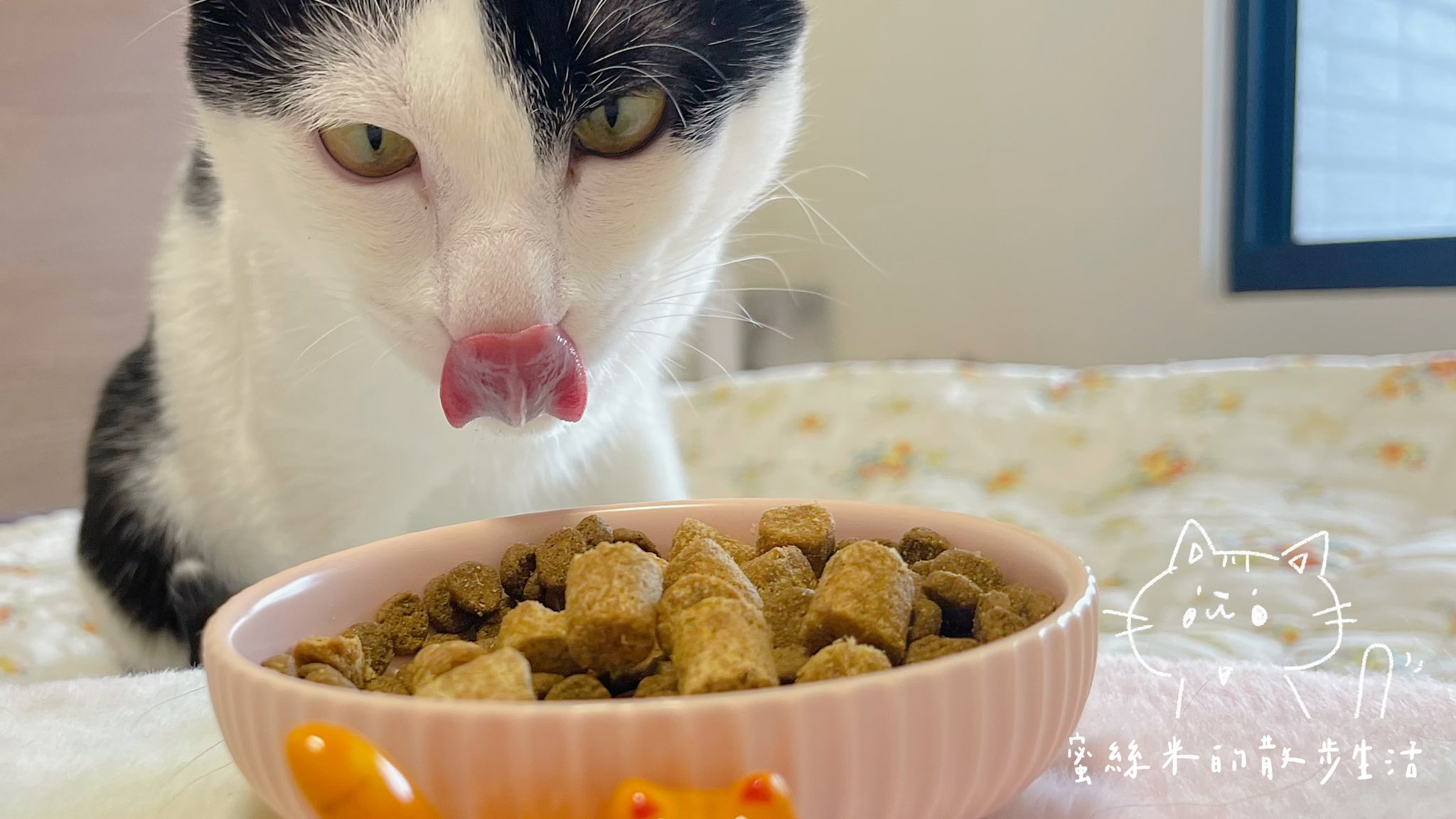 【貓奴必看】挑嘴貓咪變身貪吃鬼!美國原點Instinct雞肉凍乾全貓糧,WDJ連年推薦鮮肉凍乾超誘人,適口性爆棚! @蜜絲米的散步生活 @蜜絲米的散步生活