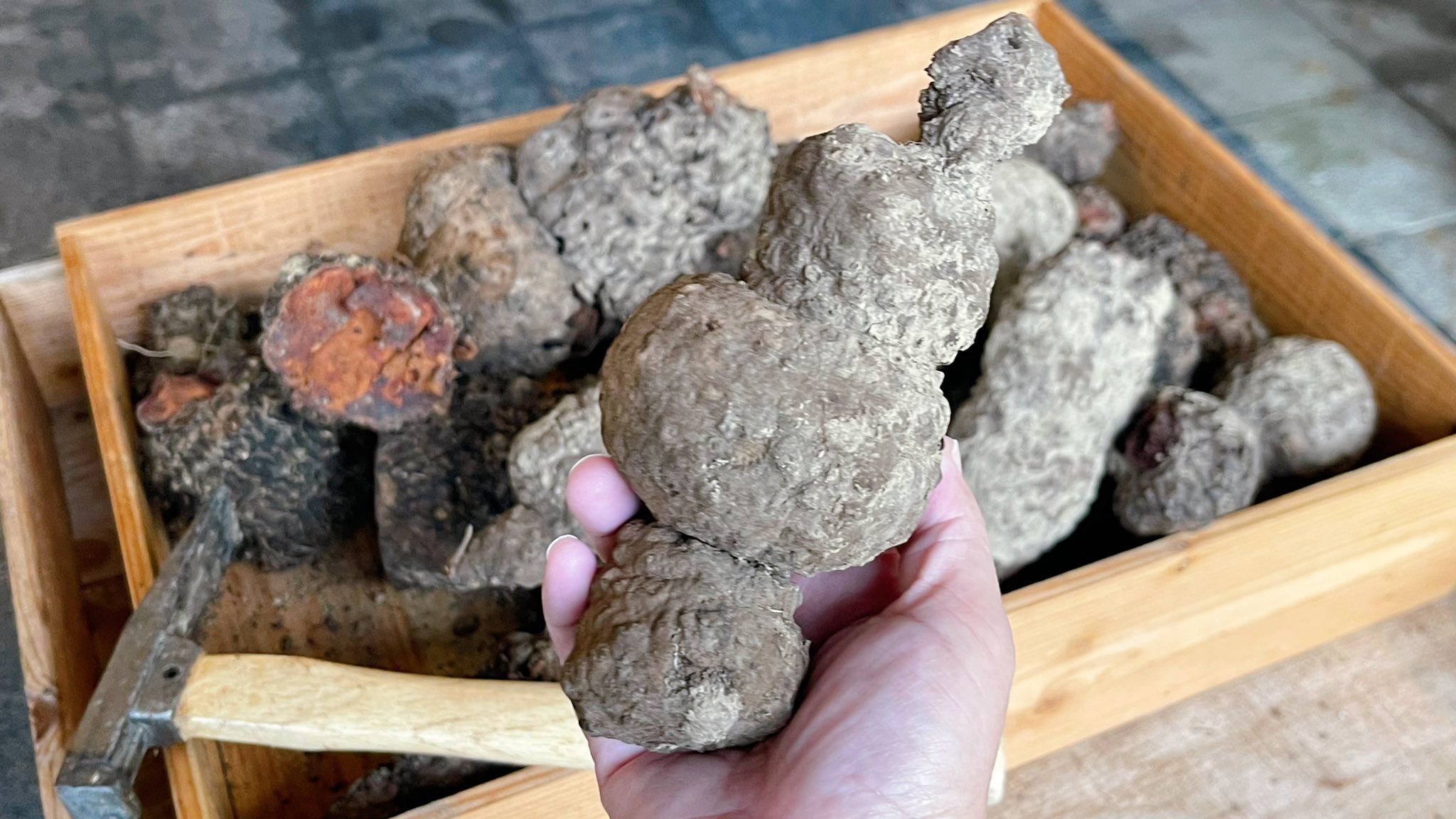  @蜜絲米的散步生活